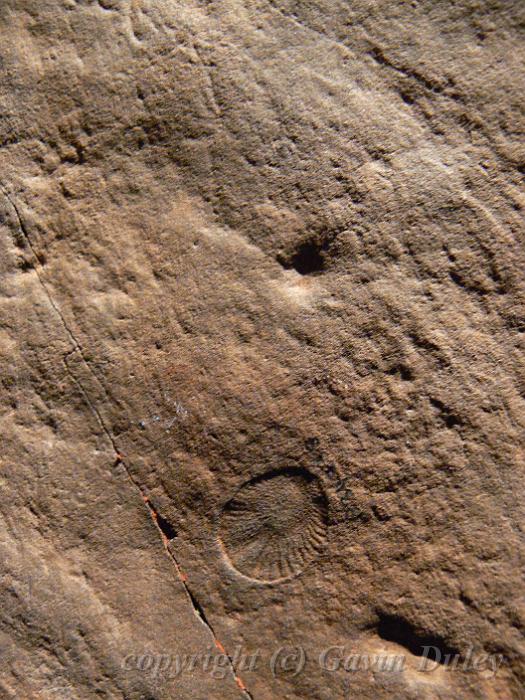 Dickinsonia, Ediacaran animal, South Australian Museum P1030630.JPG